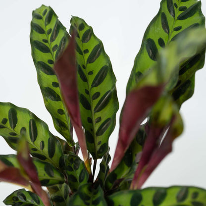 Calathea Korbmarante - Goeppertia Insignis - Höhe 30-40Cm - ⌀12Cm 