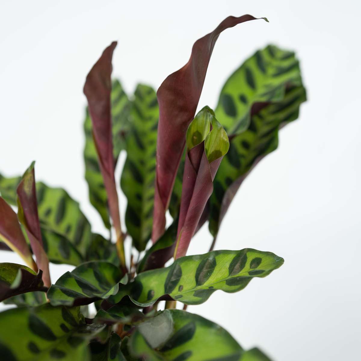Calathea Korbmarante - Goeppertia Insignis - Höhe 30-40Cm - ⌀12Cm 