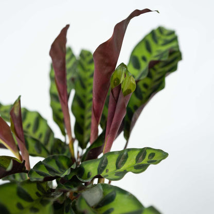 Calathea Korbmarante - Goeppertia Insignis - Höhe 30-40Cm - ⌀12Cm 
