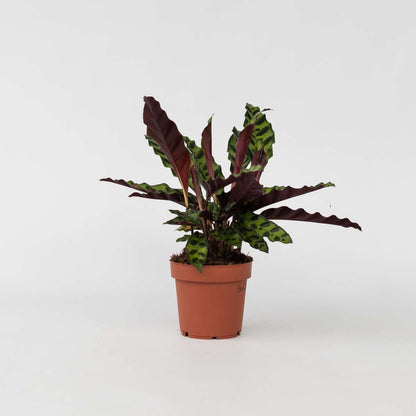 Calathea Korbmarante - Goeppertia Insignis - Höhe 30-40Cm - ⌀12Cm 