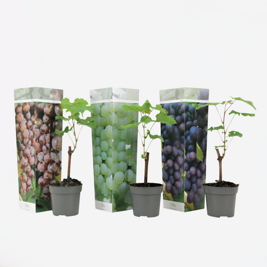 Fruit Trees Traubenpflanze - 3 Stk - Vitis Vinifera - Höhe 25-40Cm - ⌀9Cm 