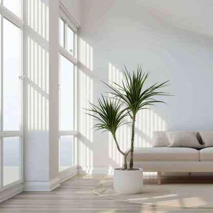 Dracaena Drachenbaum - 2 Stk - Dracaena Marginata - Höhe 70-80Cm - ⌀17Cm 