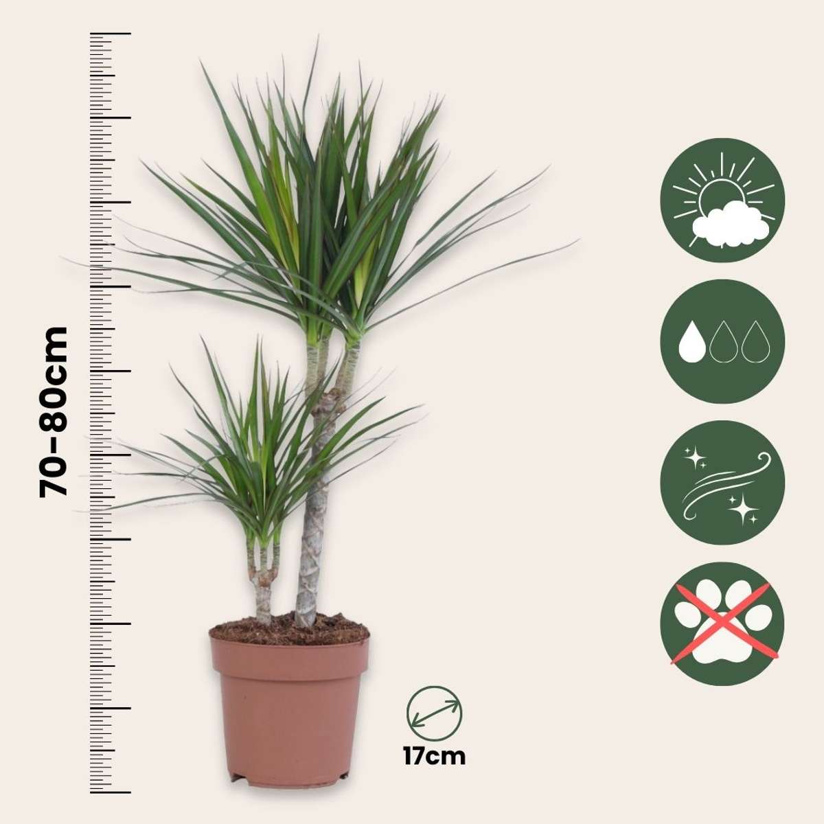 Dracaena Drachenbaum - 2 Stk - Dracaena Marginata - Höhe 70-80Cm - ⌀17Cm 