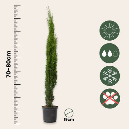Hedge Plants Mittelmeer-Zypresse - 2 Stk - Cupressus Sempervirens - Höhe 70-80Cm - ⌀19Cm 