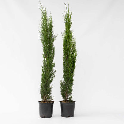 Hedge Plants Mittelmeer-Zypresse - 2 Stk - Cupressus Sempervirens - Höhe 70-80Cm - ⌀19Cm 