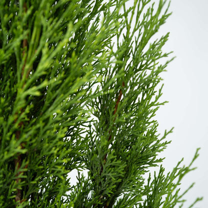 Hedge Plants Mittelmeer-Zypresse - Cupressus Sempervirens - Höhe 70-80Cm - ⌀19Cm 