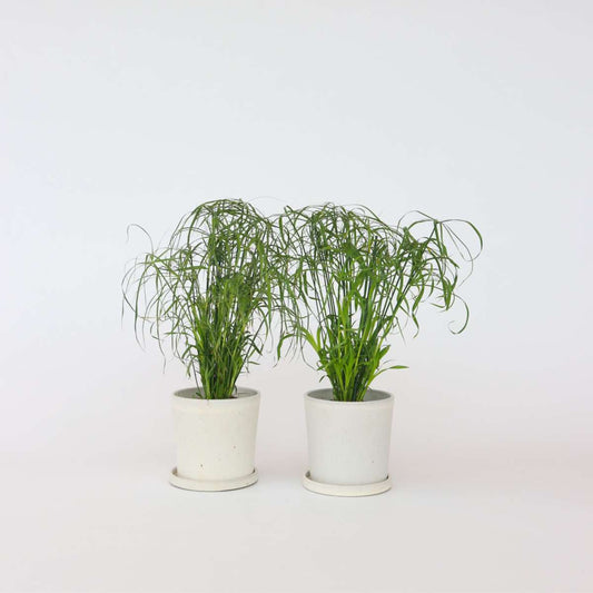 Other Green Houseplants Regenschirm Segge - 4 Stk - Cyperus Alternifolius - Höhe 40-50Cm - ⌀14Cm 