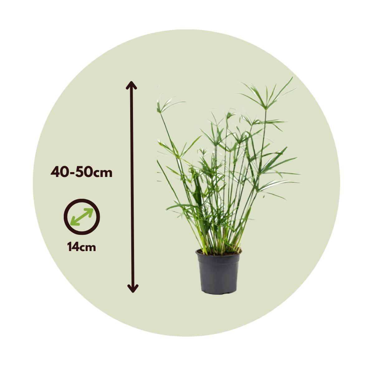 Other Green Houseplants Regenschirm Segge - 2 Stk - Cyperus Alternifolius - Höhe 40-50Cm - ⌀14Cm 