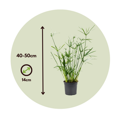 Other Green Houseplants Regenschirm Segge - 2 Stk - Cyperus Alternifolius - Höhe 40-50Cm - ⌀14Cm 
