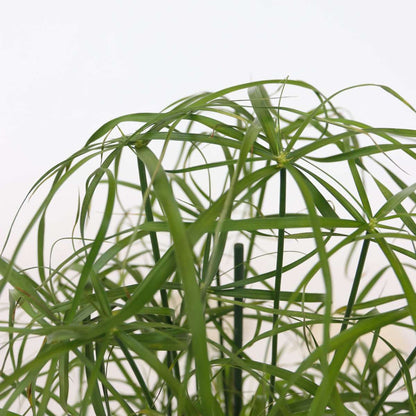Other Green Houseplants Regenschirm Segge - 2 Stk - Cyperus Alternifolius - Höhe 40-50Cm - ⌀14Cm 