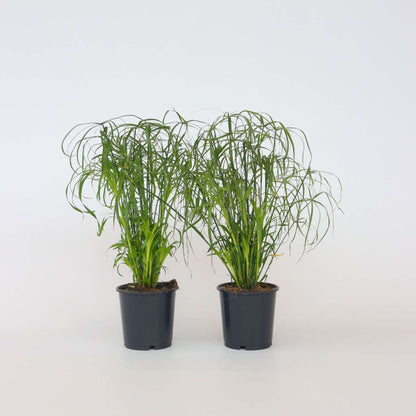 Other Green Houseplants Regenschirm Segge - 2 Stk - Cyperus Alternifolius - Höhe 40-50Cm - ⌀14Cm 