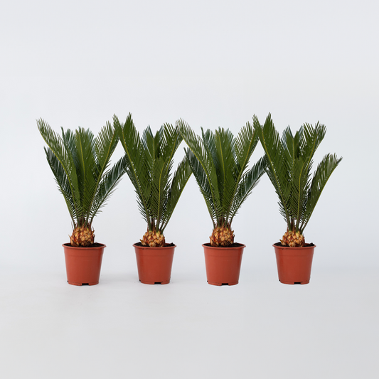 Garden Palms Sagopalmfarn - 4 Stk - Cycas Revoluta - Höhe 45-60Cm - ⌀15Cm 
