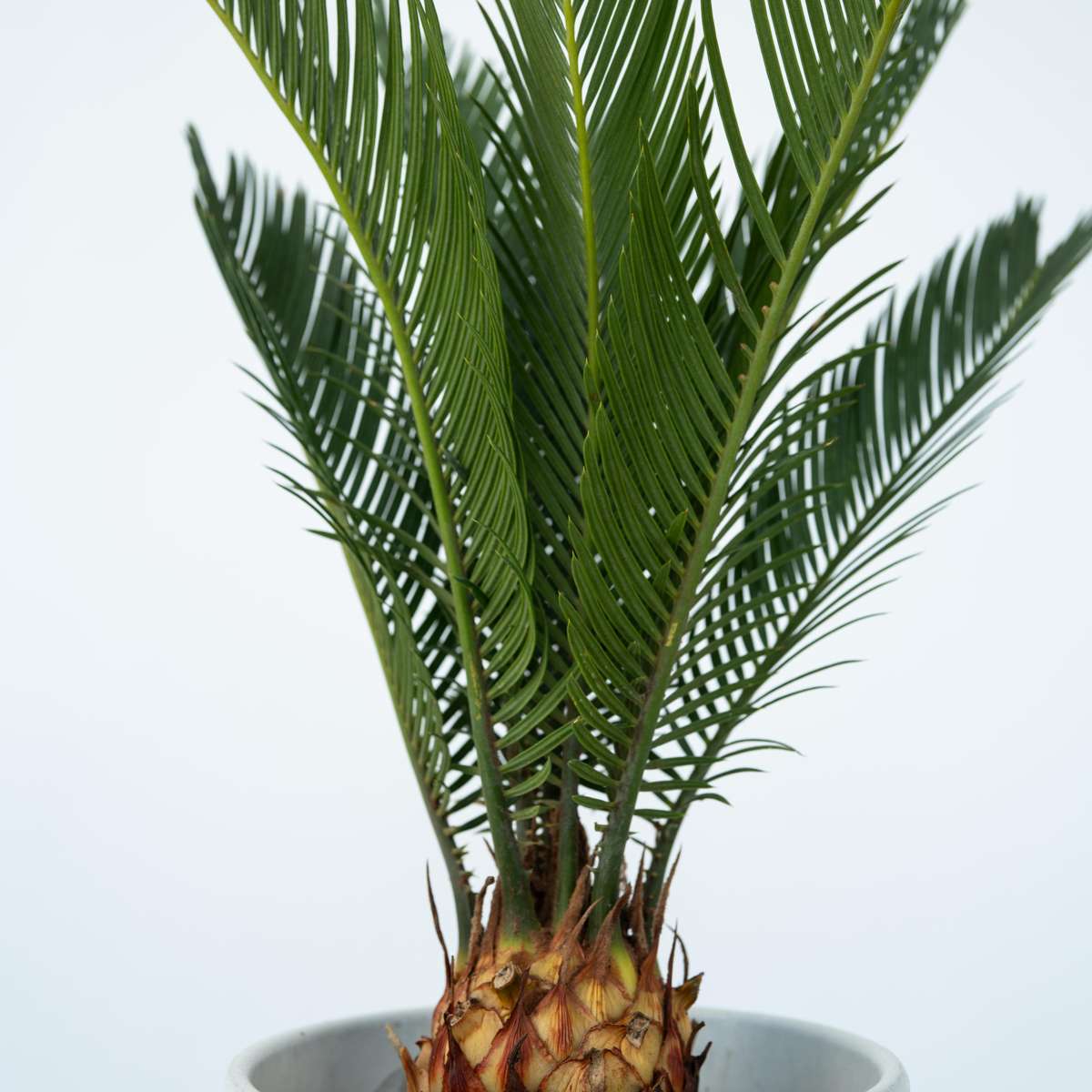 Garden Palms Sagopalmfarn - 2 Stk - Cycas Revoluta - Höhe 45-60Cm - ⌀15Cm 