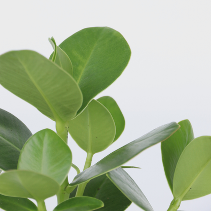 Other Green Houseplants Balsamapfel - 4 Stk - Clusia Rosea 'Princess' - Höhe 25-35Cm - ⌀12Cm 