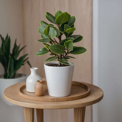 Other Green Houseplants Balsamapfel - 4 Stk - Clusia Rosea 'Princess' - Höhe 25-35Cm - ⌀12Cm 