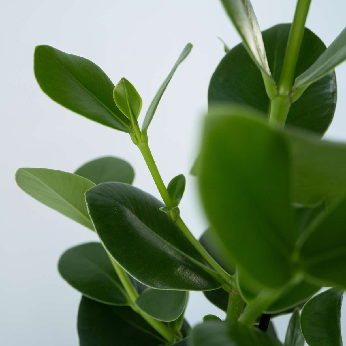 Other Green Houseplants Balsamapfel - 4 Stk - Clusia Rosea 'Princess' - Höhe 25-35Cm - ⌀12Cm 