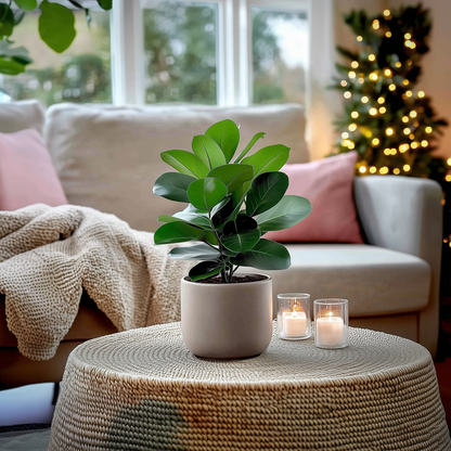 Other Green Houseplants Balsamapfel - 4 Stk - Clusia Rosea 'Princess' - Höhe 25-35Cm - ⌀12Cm 