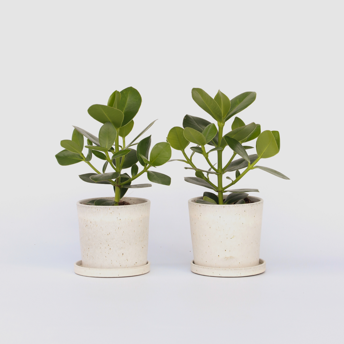 Clusia Balsamapfel - 2 Stk - Clusia Rosea 'Princess' - Höhe 25-35Cm - ⌀12Cm 