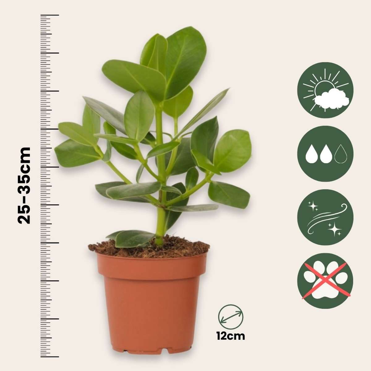 Clusia Balsamapfel - 2 Stk - Clusia Rosea 'Princess' - Höhe 25-35Cm - ⌀12Cm 