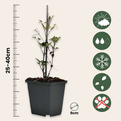 Climbers Klematis - 6 Stk - Clematis Hybrid - Höhe 25-40Cm - ⌀9Cm 