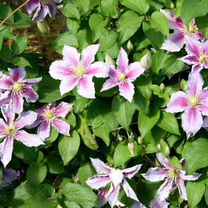 Climbers Klematis - 6 Stk - Clematis Hybrid - Höhe 25-40Cm - ⌀9Cm 
