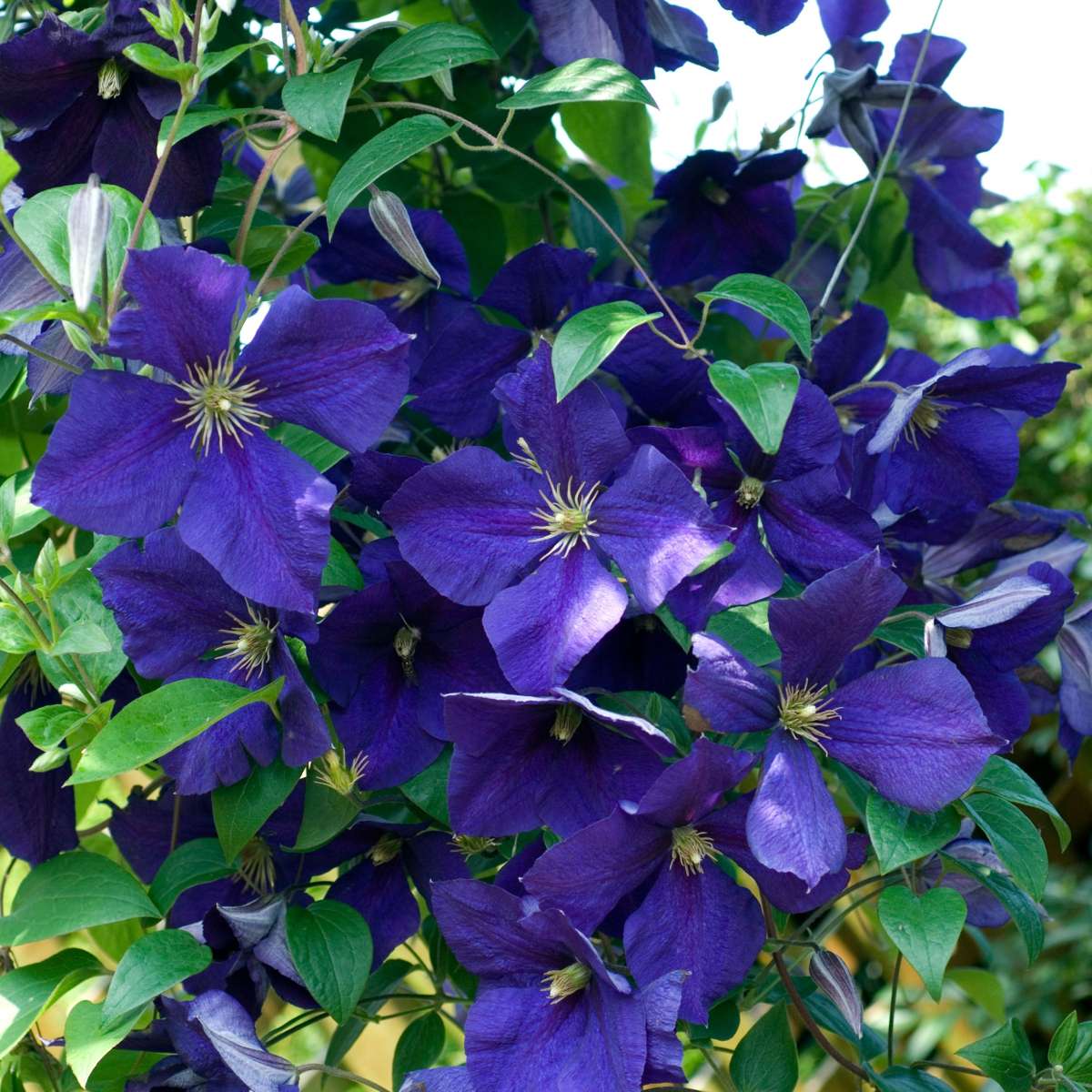 Climbers Klematis - 6 Stk - Clematis Hybrid - Höhe 25-40Cm - ⌀9Cm 