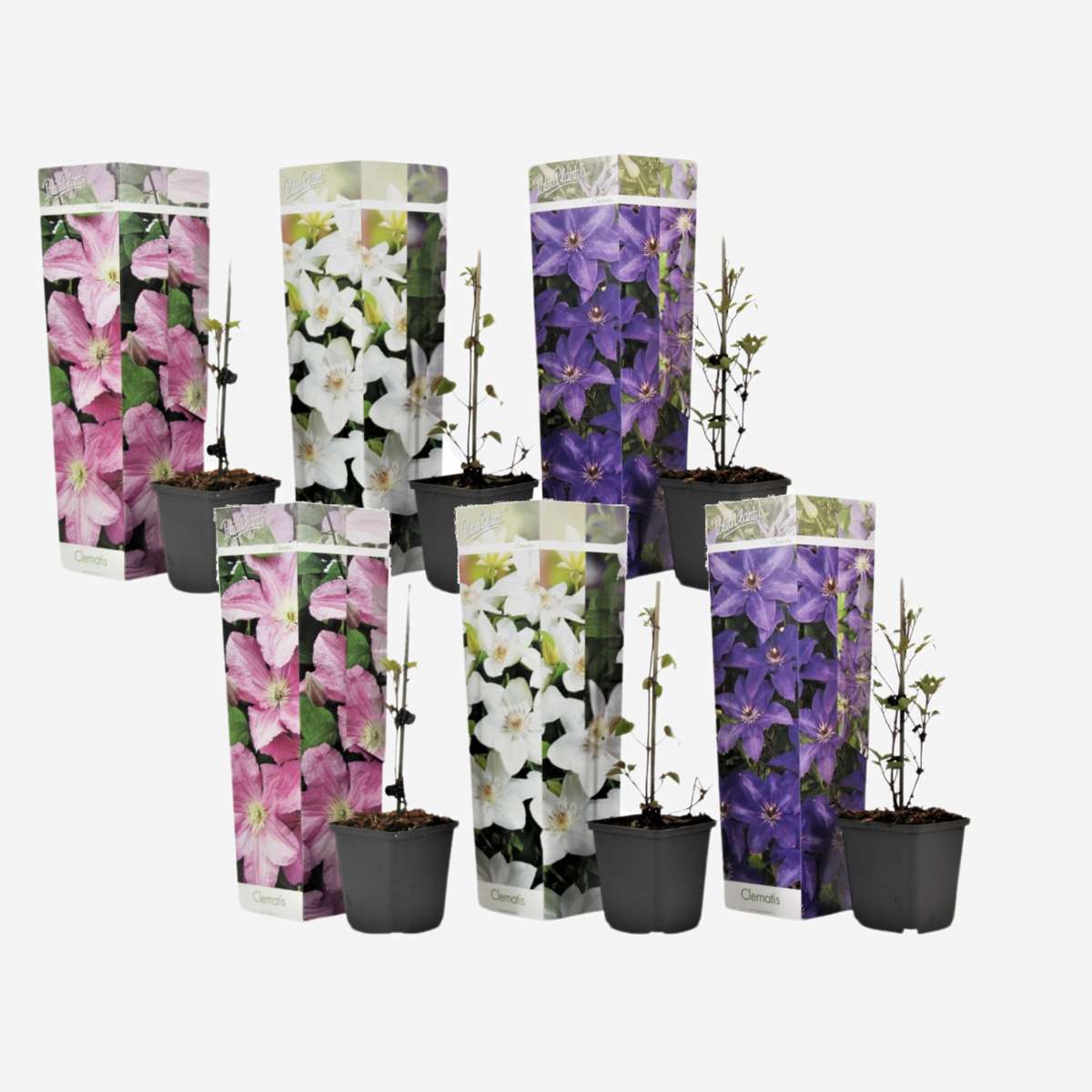 Climbers Klematis - 6 Stk - Clematis Hybrid - Höhe 25-40Cm - ⌀9Cm 