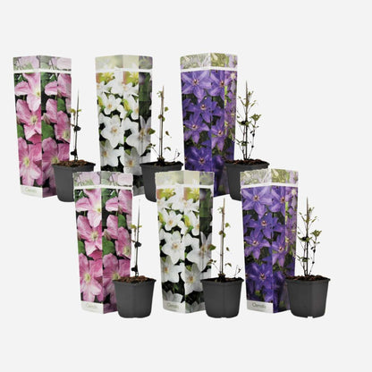 Climbers Klematis - 6 Stk - Clematis Hybrid - Höhe 25-40Cm - ⌀9Cm 
