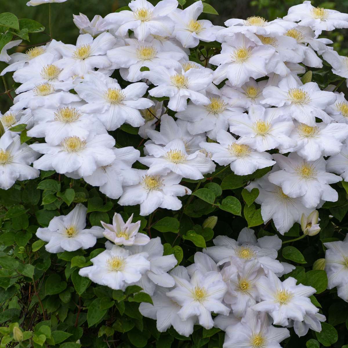 Climbers Klematis - 3 Stk - Clematis Hybrid - Höhe 25-40Cm - ⌀9Cm 