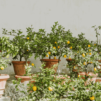 Fruit Trees Zitronenbaum - 2 Stk - Citrus Limon - Höhe 60-70Cm - ⌀19Cm 