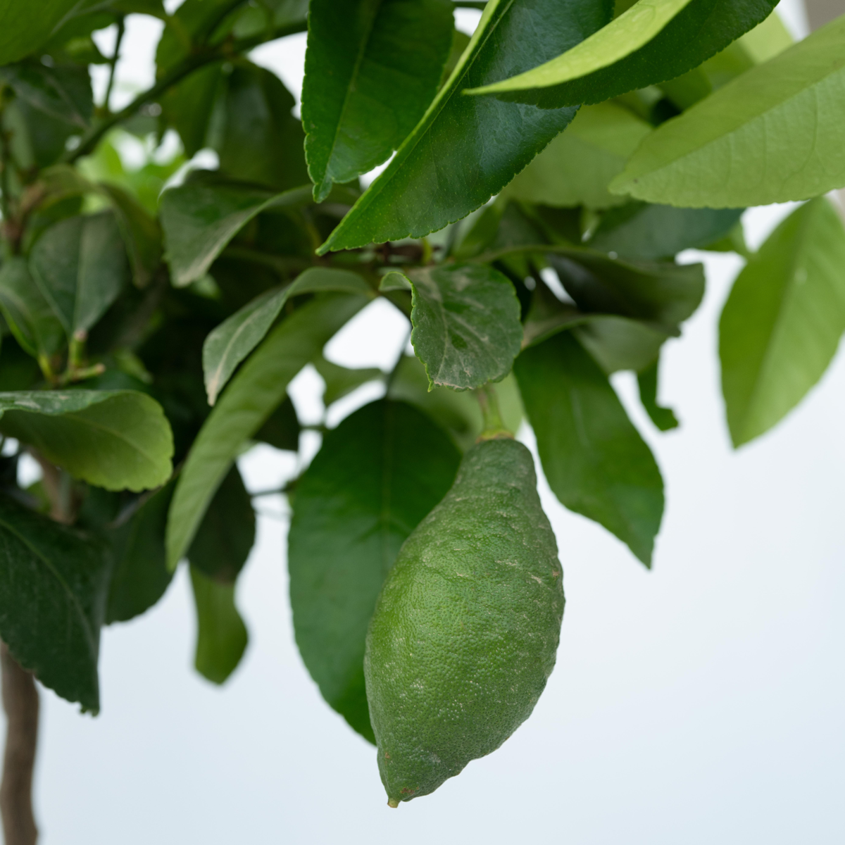 Fruit Trees Zitronenbaum - 2 Stk - Citrus Limon - Höhe 60-70Cm - ⌀19Cm 