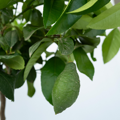 Fruit Trees Zitronenbaum - 2 Stk - Citrus Limon - Höhe 60-70Cm - ⌀19Cm 