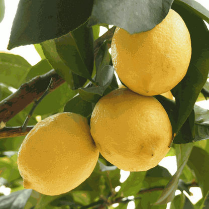 Fruit Trees Zitronenbaum - 2 Stk - Citrus Limon - Höhe 60-70Cm - ⌀19Cm 