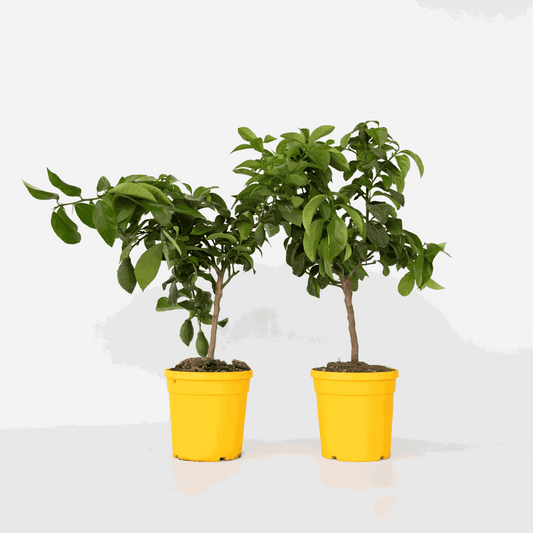 Fruit Trees Zitronenbaum - 2 Stk - Citrus Limon - Höhe 60-70Cm - ⌀19Cm 