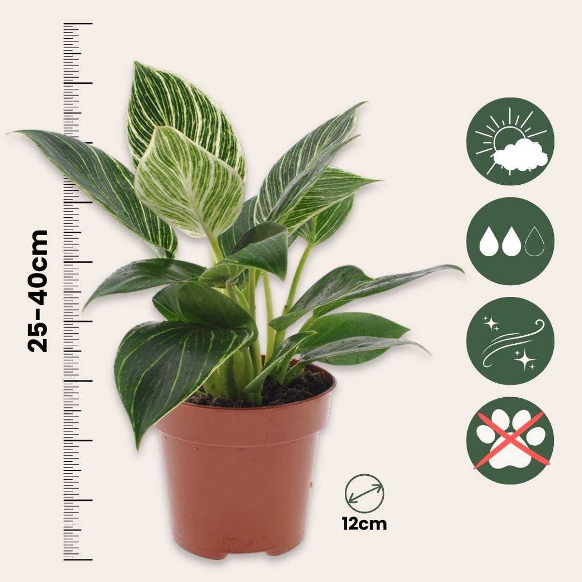 Philodendron Baumfreund - 2 Stk - Philodendron 'White Wave' - Höhe 25-40Cm - ⌀12Cm 