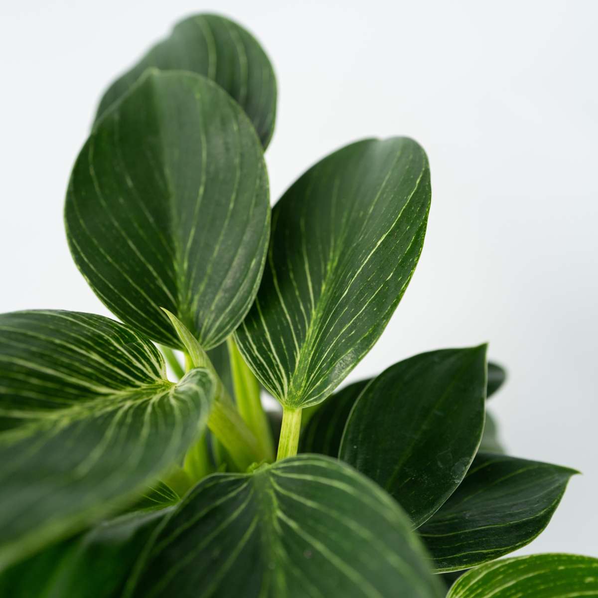 Philodendron Baumfreund - 2 Stk - Philodendron 'White Wave' - Höhe 25-40Cm - ⌀12Cm 