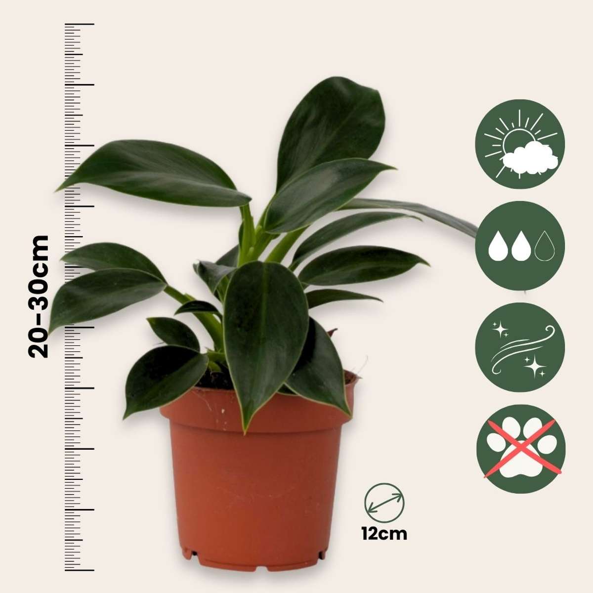 Philodendron Baumfreund - 2 Stk - Philodendron 'Green Princess' - Höhe 20-30Cm - ⌀12Cm 