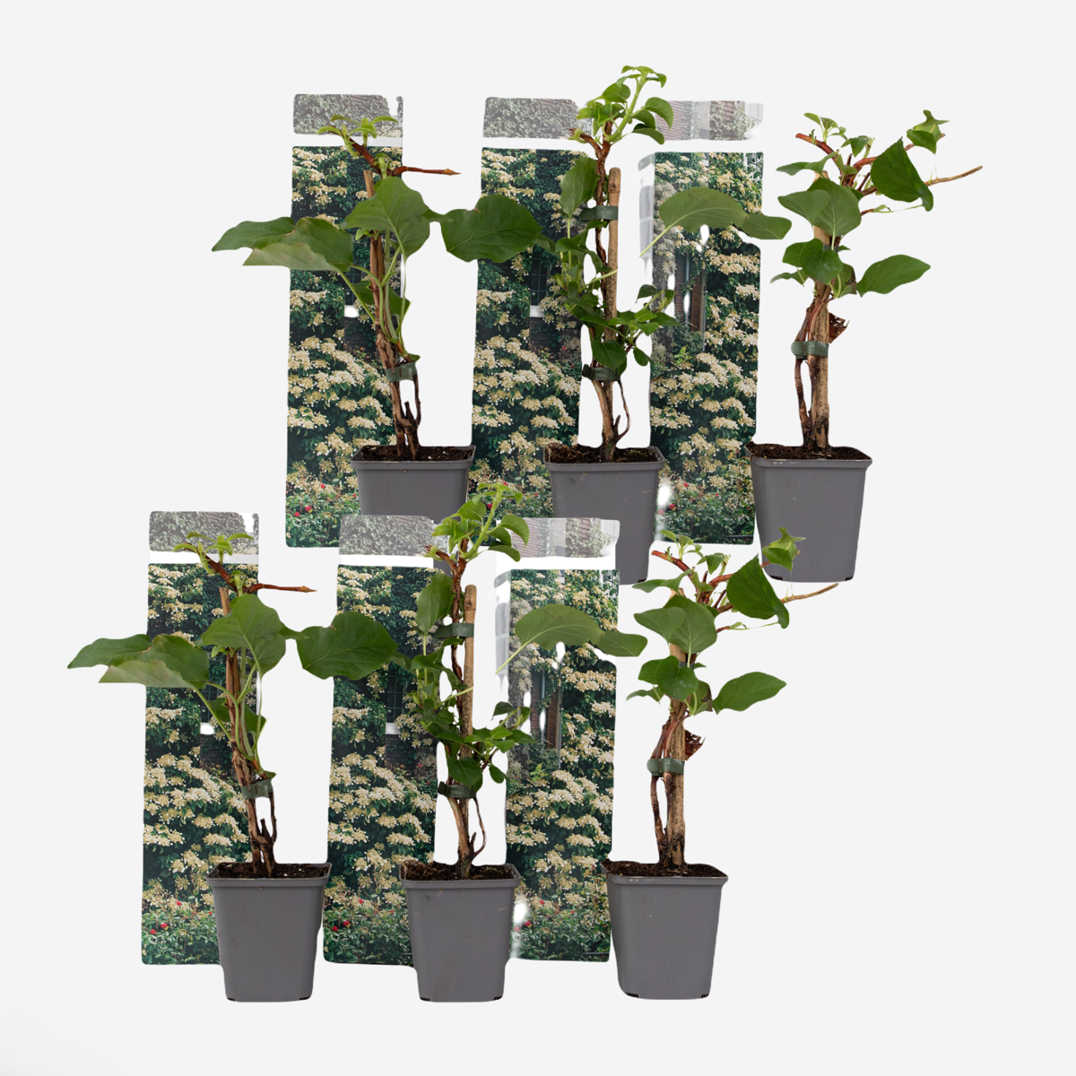 Hydrangea Hortensie - 6 Stk - Hydrangea Anomale Petiolaris - Höhe 25-40Cm - ⌀9Cm 