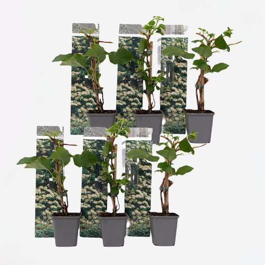 Hydrangea Hortensie - 6 Stk - Hydrangea Anomale Petiolaris - Höhe 25-40Cm - ⌀9Cm 