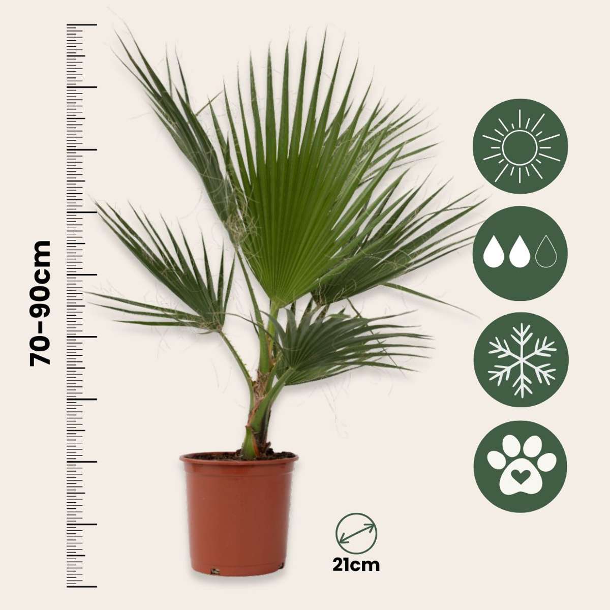 Garden Palms Mexikanische Fächerpalme - 2 Stk - Washingtonia Robusta - Höhe 70-90Cm - ⌀21Cm 