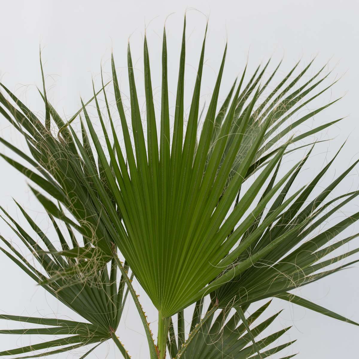 Garden Palms Mexikanische Fächerpalme - Washingtonia Robusta - Höhe 70-90Cm - ⌀21Cm 