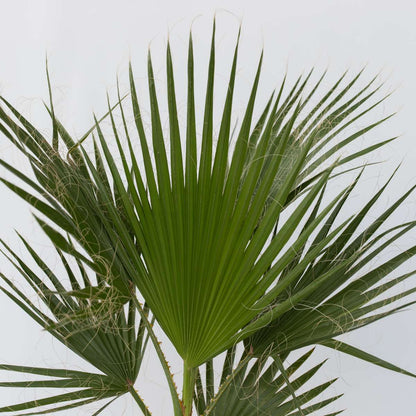 Garden Palms Mexikanische Fächerpalme - Washingtonia Robusta - Höhe 70-90Cm - ⌀21Cm 