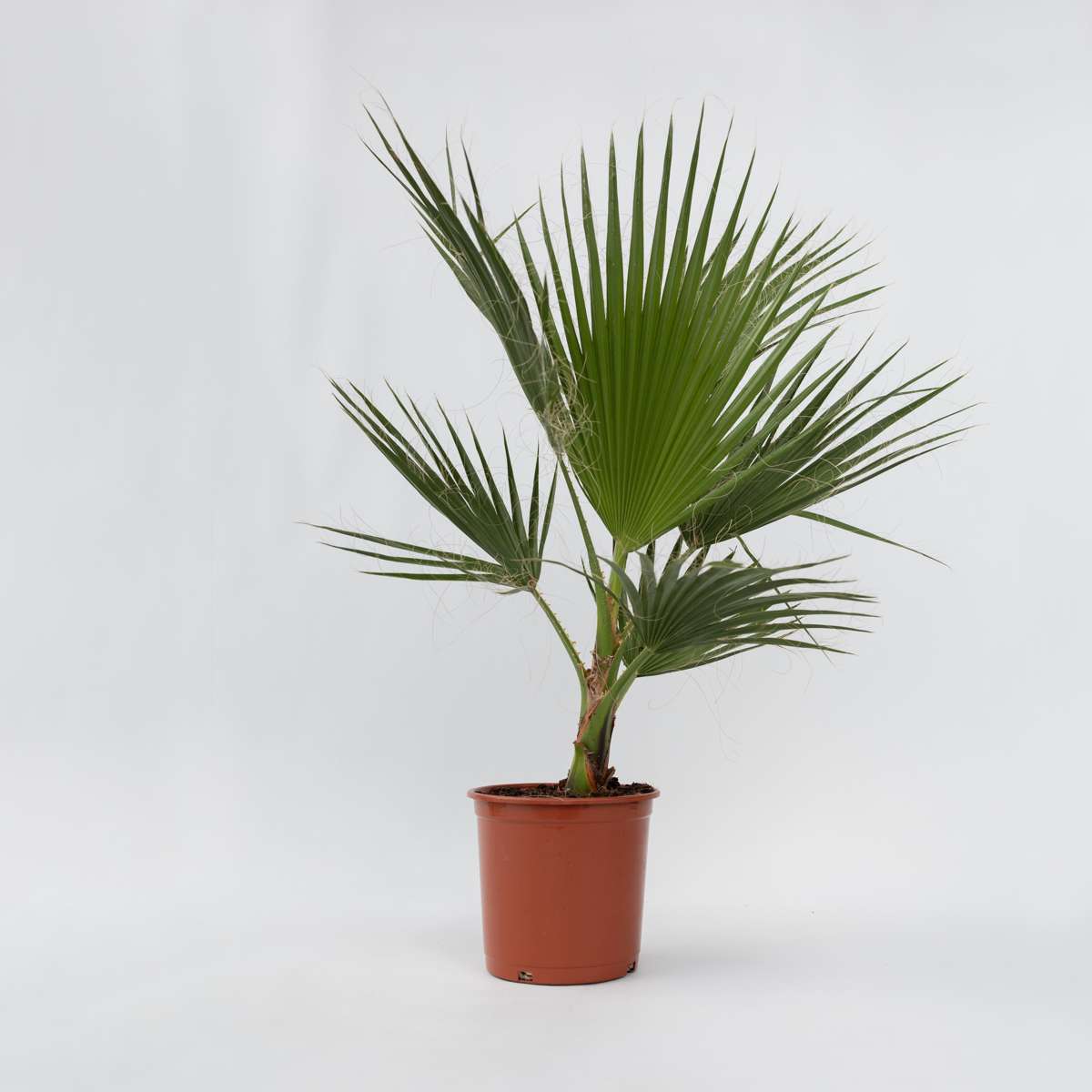 Garden Palms Mexikanische Fächerpalme - Washingtonia Robusta - Höhe 70-90Cm - ⌀21Cm 