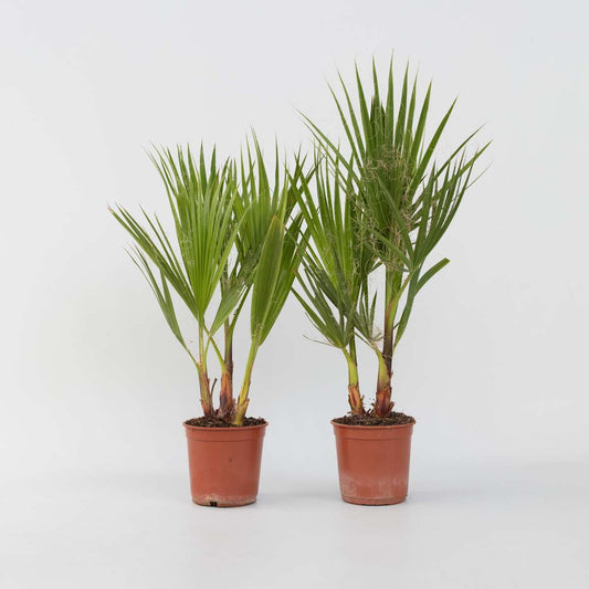 Garden Palms Mexikanische Fächerpalme - 2 Stk - Washingtonia Robusta - Höhe 50-60Cm - ⌀15Cm 