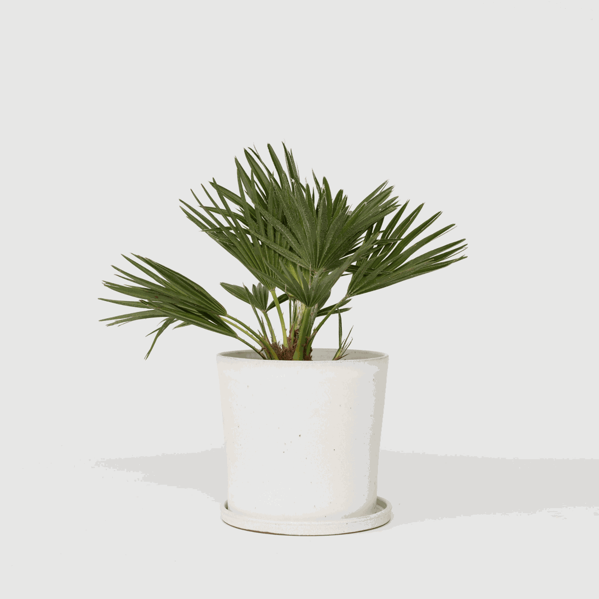 Garden Palms Vulkan Zwergpalme - Chamaerops 'Vulcano' - Höhe 35-45Cm - ⌀19Cm 