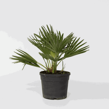 Garden Palms Vulkan Zwergpalme - Chamaerops 'Vulcano' - Höhe 35-45Cm - ⌀19Cm 