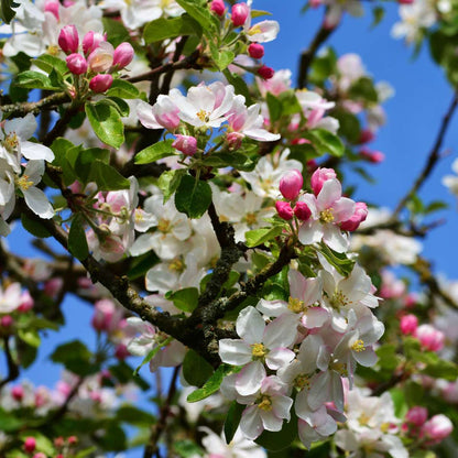 Fruit Trees Apfelbaum Mit 3 Apfelsorten In Einem Baum - Höhe 60-70 Cm - Topf 17Cm 