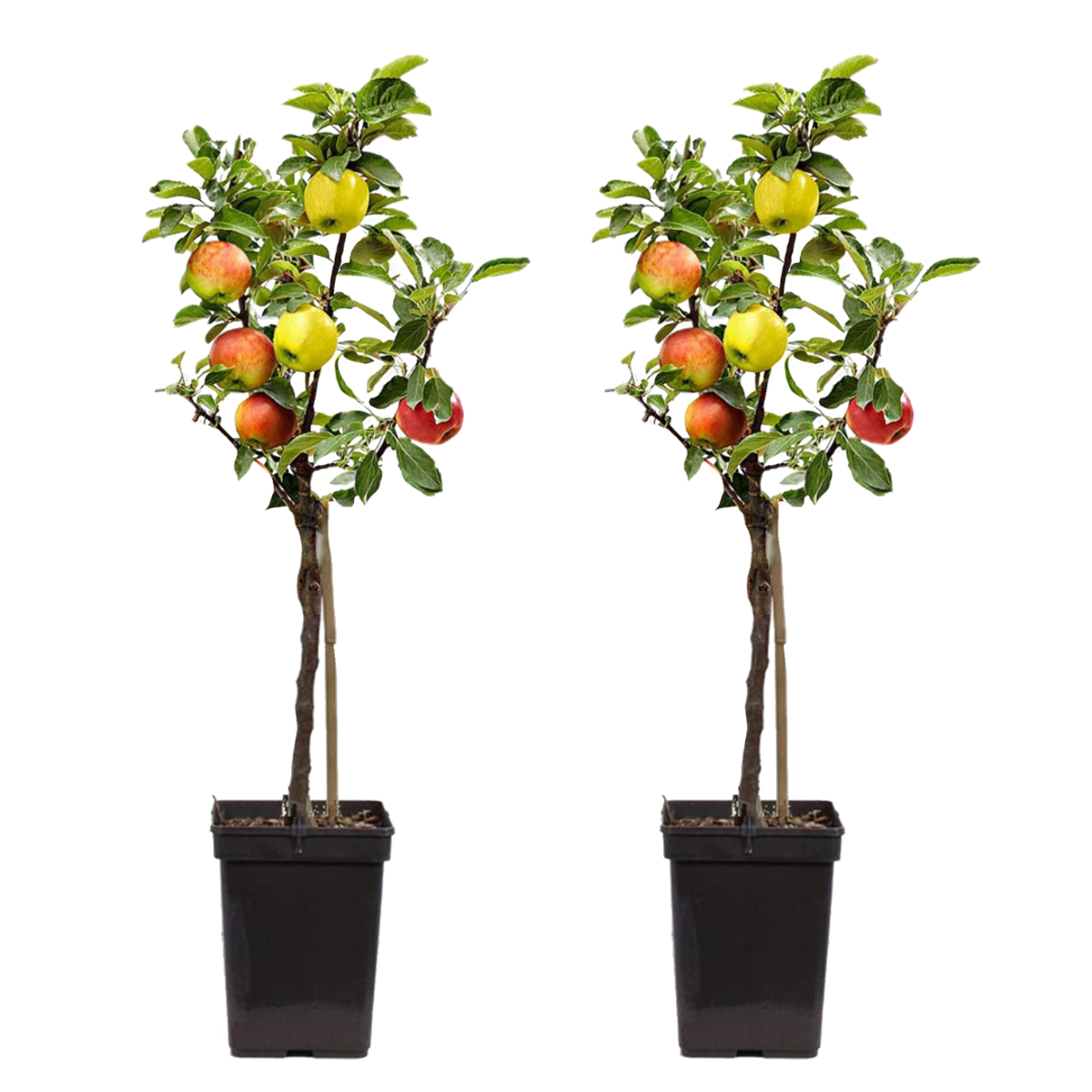 Fruit Trees Apfelbaum Mit 3 Apfelsorten In Einem Baum - 2Er Set - Höhe 60-70 Cm - Topf 17Cm 