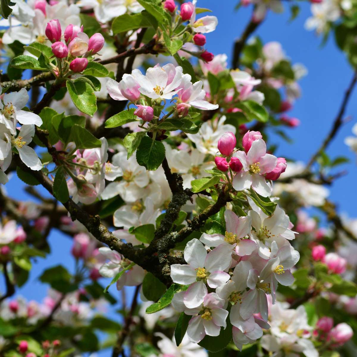 Fruit Trees Apfelbaum Mit 3 Apfelsorten In Einem Baum - 2Er Set - Höhe 60-70 Cm - Topf 17Cm 