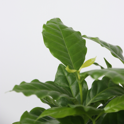 Other Green Houseplants Trendig Grüne Zimmerpflanzen - 4 Stk - Höhe 25-40Cm - ⌀12Cm 